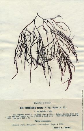 Agardhiella subulata_1.jpg